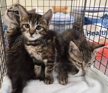 CINNAMON -  Domestic Short Hair Cat for Adoption in Fort Myers, Florida - CINNAMON | PetCurious
