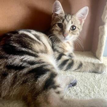 Rescue Tabby Cats for Adoption in Grand Rapids, Michigan - George | PetCurious