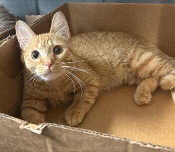 Domestic Short Hair Cats Available for Adoption - Nugget | PetCurious