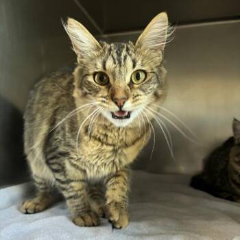 Domestic Long Hair Cats Available for Adoption in Council Bluffs, Iowa - Moon | PetCurious