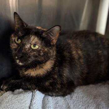 Nina -  Domestic Short Hair Cat for Adoption in Cumming, Georgia - Nina | PetCurious