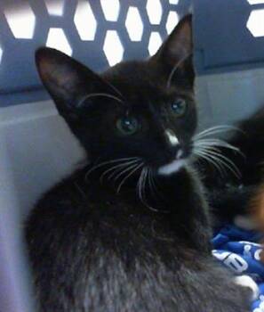 DARTH -  Domestic Short Hair Cat for Adoption in Charlotte, North Carolina - DARTH | PetCurious