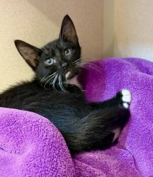 Kelly -  Domestic Short Hair Cat for Adoption in New Hope, Pennsylvania - Kelly | PetCurious