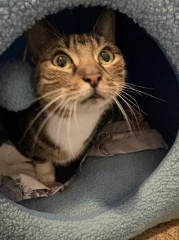 Roxy -  Domestic Short Hair Cat for Adoption - Roxy | PetCurious