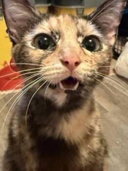 Cara -  Domestic Short Hair Cat for Adoption in Edmond, Oklahoma - Cara | PetCurious