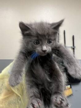 GOOBETTE -  Domestic Short Hair Cat for Adoption in Las Vegas, Nevada - GOOBETTE | PetCurious