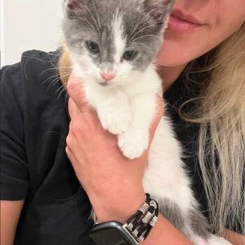 Rescue Domestic Short Hair Cats for Adoption in Waxhaw, North Carolina - Cassian | PetCurious