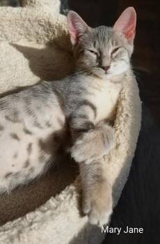 Mary Jane -  Domestic Short Hair Cat for Adoption in Fredericton, New Brunswick - Mary Jane | PetCurious