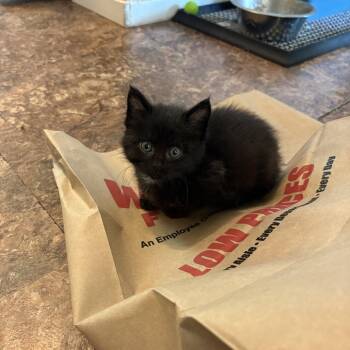 Fluff -  Domestic Short Hair Cat for Adoption in Ferndale, Washington - Fluff | PetCurious