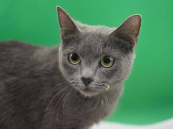 Gracie -  Domestic Short Hair Cat Available for Adoption in Portland, Oregon - Gracie | PetCurious