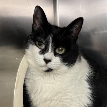Thor -  Domestic Short Hair and Mixed Breed Cat for Adoption in Palm Springs, California - Thor | PetCurious