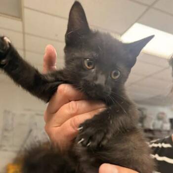 Zabrine-C -  Domestic Short Hair Cat for Adoption in East St. Louis, Illinois - Zabrine-C | PetCurious