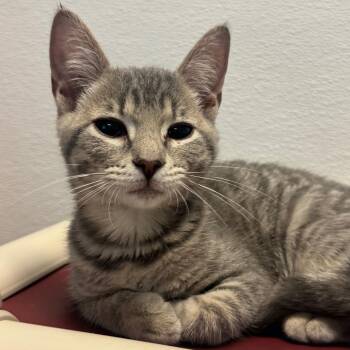 Ziti -  Domestic Short Hair Cat for Adoption in Decatur, Georgia - Ziti | PetCurious