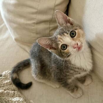 Sandy -  Domestic Short Hair Cat Available for Adoption in St. Helena, California - Sandy | PetCurious