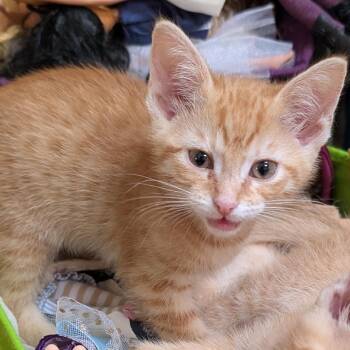 Frito -  Domestic Short Hair Cat for Adoption in Fort Wayne, Indiana - Frito | PetCurious