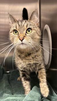 Suki -  Domestic Short Hair Cat for Adoption in New Albany, Indiana - Suki | PetCurious