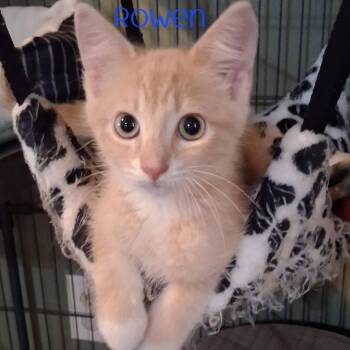 Rowen -  Domestic Short Hair Cat for Adoption in Parkersburg, West Virginia - Rowen | PetCurious