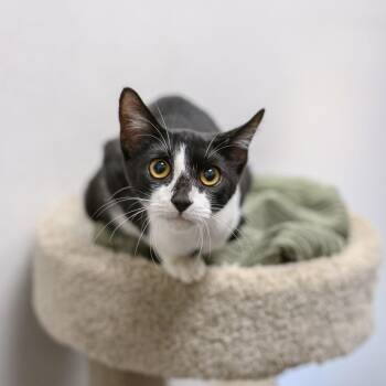 OSCAR THE GROUCH -  Domestic Short Hair Cat for Adoption in Hamilton Township, New Jersey - OSCAR THE GROUCH | PetCurious