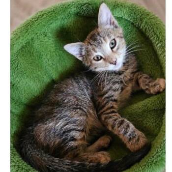 Wanda -  Domestic Short Hair Cat for Adoption in Victoria, British Columbia - Wanda | PetCurious