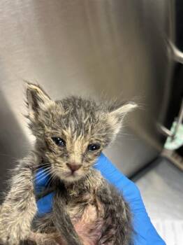 Domestic Short Hair Cats Available for Adoption - A2473371 | PetCurious