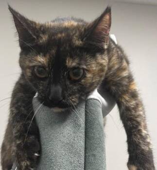 Domestic Short Hair Cats Available for Adoption in Shreveport, Louisiana - Moon | PetCurious