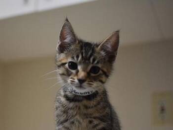 Jeremy -  Domestic Short Hair Cat for Adoption in Portland, Oregon - Jeremy | PetCurious