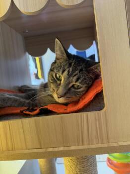 Lima -  Tabby and Domestic Short Hair Cat for Adoption in Minneapolis, Minnesota - Lima | PetCurious