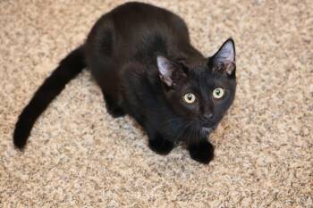 Rescue Domestic Short Hair Cats for Adoption in Overland Park, Kansas - Wakko | PetCurious