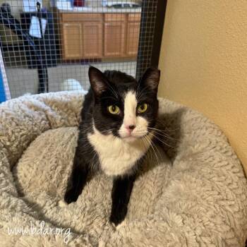Babs -  Domestic Short Hair Cat for Adoption in Cheyenne, Wyoming - Babs | PetCurious