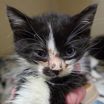 Caspian -  Domestic Short Hair Cat for Adoption in Zanesville, Ohio - Caspian | PetCurious