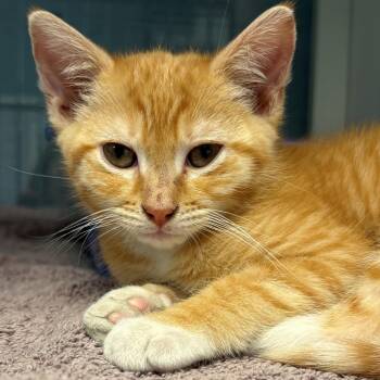Angler -  Domestic Short Hair Cat for Adoption in East Hanover, New Jersey - Angler | PetCurious