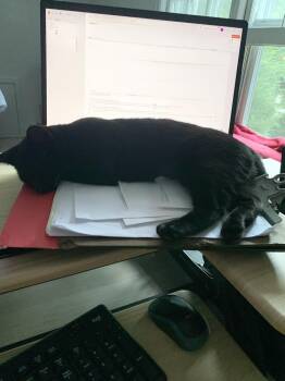 Initials Kitten:  BB -  Domestic Short Hair Cat for Adoption - Initials Kitten:  BB | PetCurious