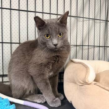 Drake -  Domestic Medium Hair Cat for Adoption in Port Neches, Texas - Drake | PetCurious