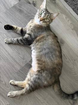 Margo -  Domestic Medium Hair Cat for Adoption in Ogden, Utah - Margo | PetCurious