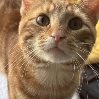 Mr. Forsythia -  American Shorthair Cat for Adoption in Stamford, Connecticut - Mr. Forsythia | PetCurious
