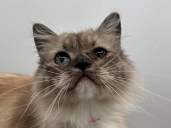 Katia -  Ragdoll Cat for Adoption in Portland, Oregon - Katia | PetCurious