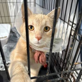 Rescue Domestic Short Hair Cats for Adoption in Long Beach, California - Talon | PetCurious