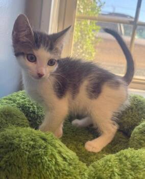 Skittles -  Domestic Short Hair Cat for Adoption in Breinigsville, Pennsylvania - Skittles | PetCurious