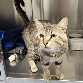 Franklin -  Domestic Short Hair Cat for Adoption in Monroe, Michigan - Franklin | PetCurious