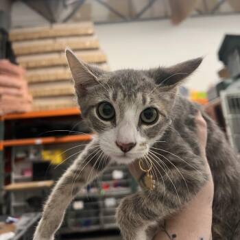 KC -  Domestic Short Hair Cat for Adoption in Las Vegas, Nevada - KC | PetCurious