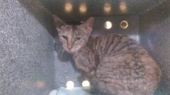 Domestic Short Hair Cats Available for Adoption - ROBIN | PetCurious