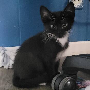 Dolce -  Domestic Short Hair Cat for Adoption in Rochester, Minnesota - Dolce | PetCurious