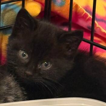 Rescue Domestic Short Hair Cats for Adoption in Winchester, Virginia - Catra | PetCurious