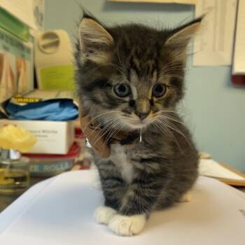 Flinstone -  Domestic Short Hair Cat for Adoption in Walden, New York - Flinstone | PetCurious