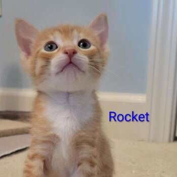 Rocket -  Domestic Short Hair Cat for Adoption in Hernando, Mississippi - Rocket | PetCurious