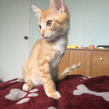 Little Bo Peep -  Domestic Short Hair Cat for Adoption in Quail Heights, Florida - Little Bo Peep | PetCurious