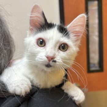 Rescue Domestic Medium Hair Cats for Adoption in Sonora, California - Marilyn | PetCurious
