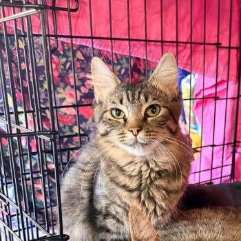 Marsha -  Domestic Medium Hair Cat for Adoption in Philadelphia, Pennsylvania - Marsha | PetCurious