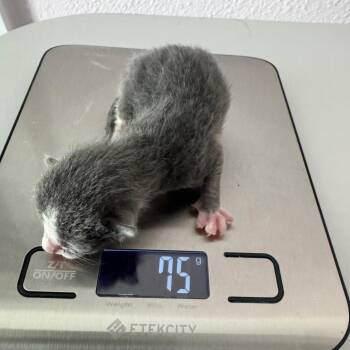Chops -  Domestic Short Hair Cat for Adoption in Austin, Texas - Chops | PetCurious