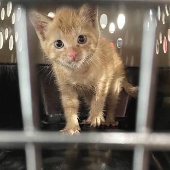 Domestic Medium Hair Cats Available for Adoption in Livingston, Texas - Kangaroo Ninja Cat | PetCurious